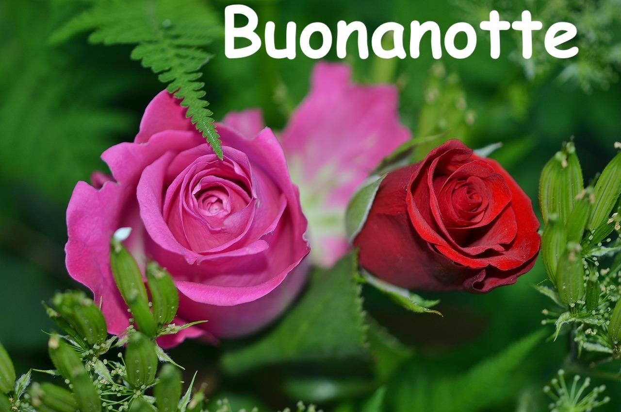 fotografia di un roseto con una coppia di rose di cui una rossa e una tendente al viola 